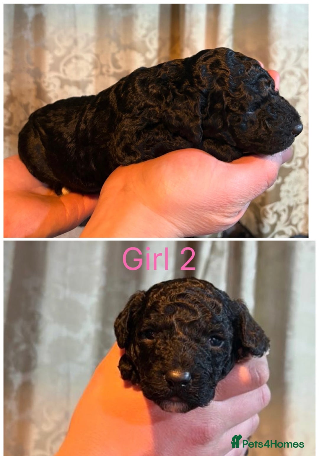 Mini Goldendoodle dogs for sale: Miniature Goldendoodle Puppies - Merle available  - Advert 4