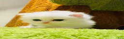 Munchkin cats for sale: Show-Quality Minuet Kittens – Rare in the UK - Advert 3