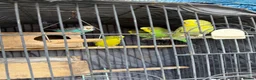 Budgerigars birds for sale: Budgies for sale  in Manchester - Advert 6