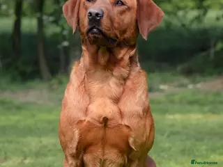 Labrador Retriever dogs Fox red stud dog available for breeding services - Advert 4