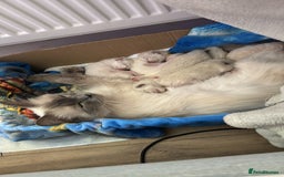 Ragdoll cats for sale: GCCF ACTIVE Registered Ragdoll Kittens  - Image 16