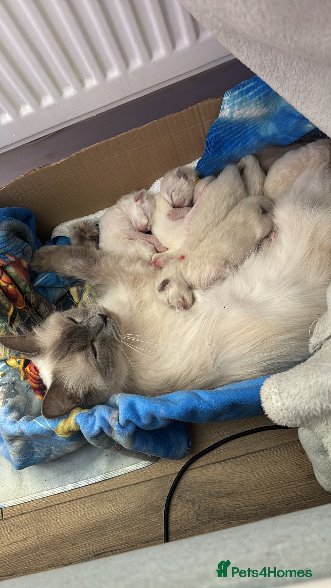 Ragdoll cats for sale: GCCF ACTIVE Registered Ragdoll Kittens  - Image 16