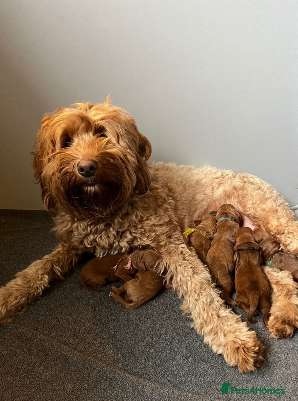 Mixed Breed dogs for sale: Mini Red Double Doodles  - Advert 1