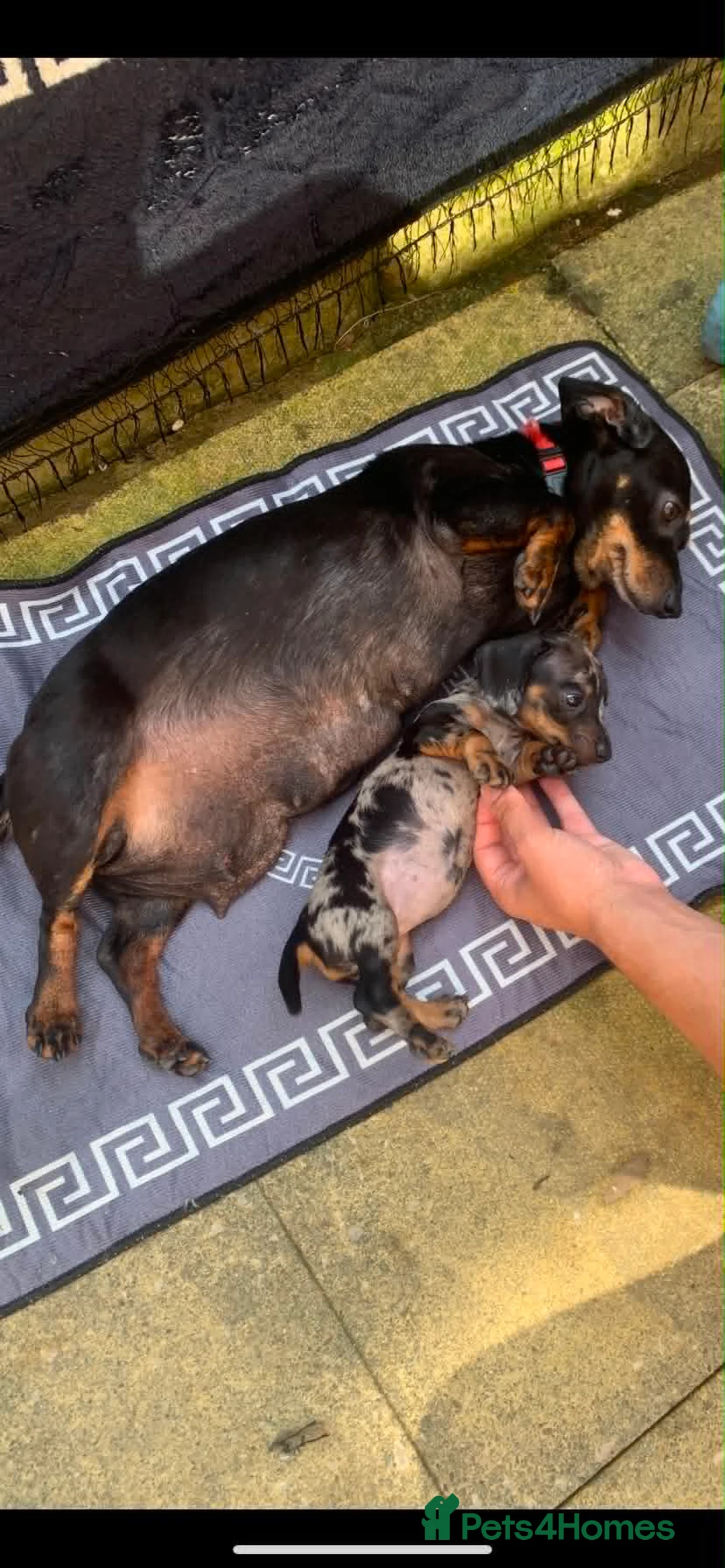 Miniature Dachshund dogs for sale: Beautiful Dapple Miniature Dachshund Puppy - Advert 2