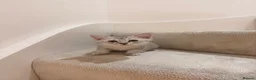 British Shorthair cats for sale: Mixed Bsh & Russian blue kittens  in Waltham Abbey - Advert 2
