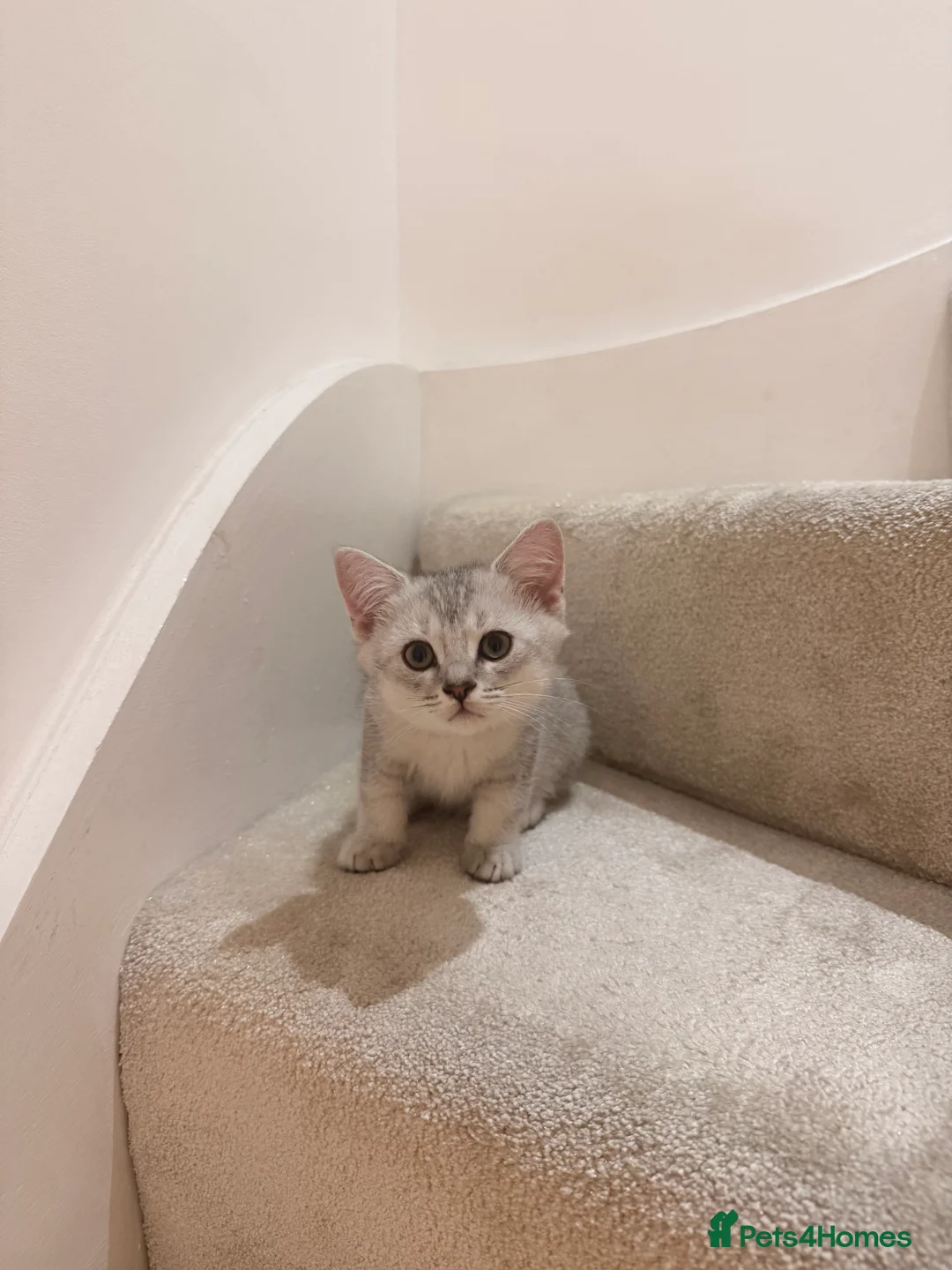 British Shorthair cats for sale: Mixed Bsh & Russian blue kittens  in Waltham Abbey - Advert 2