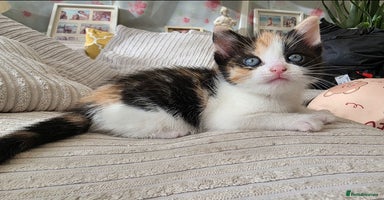 Mixed Breed cats Adorable Kittens Ready for Their Forever Homes!  - Advert 5