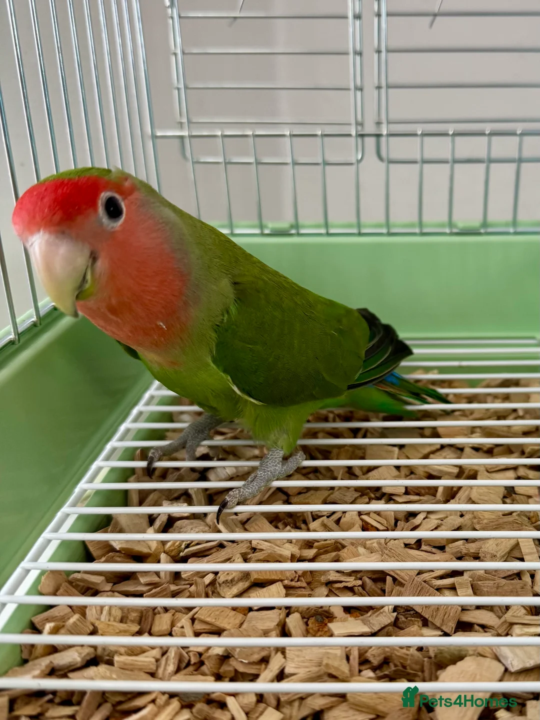 Lovebirds birds for sale: Beautiful Young Peach Face Love Birds.  - Advert 2