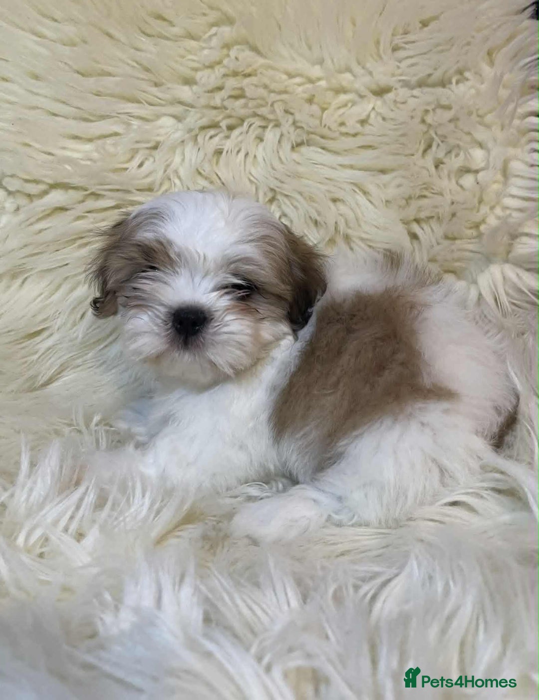 Shih Tzu dogs for sale: Five Adorable Puppies Looking for Loving Families - Image 15