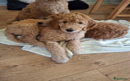 Standard Poodle dogs for sale: Standard poodle male pup apricot  - Image 20