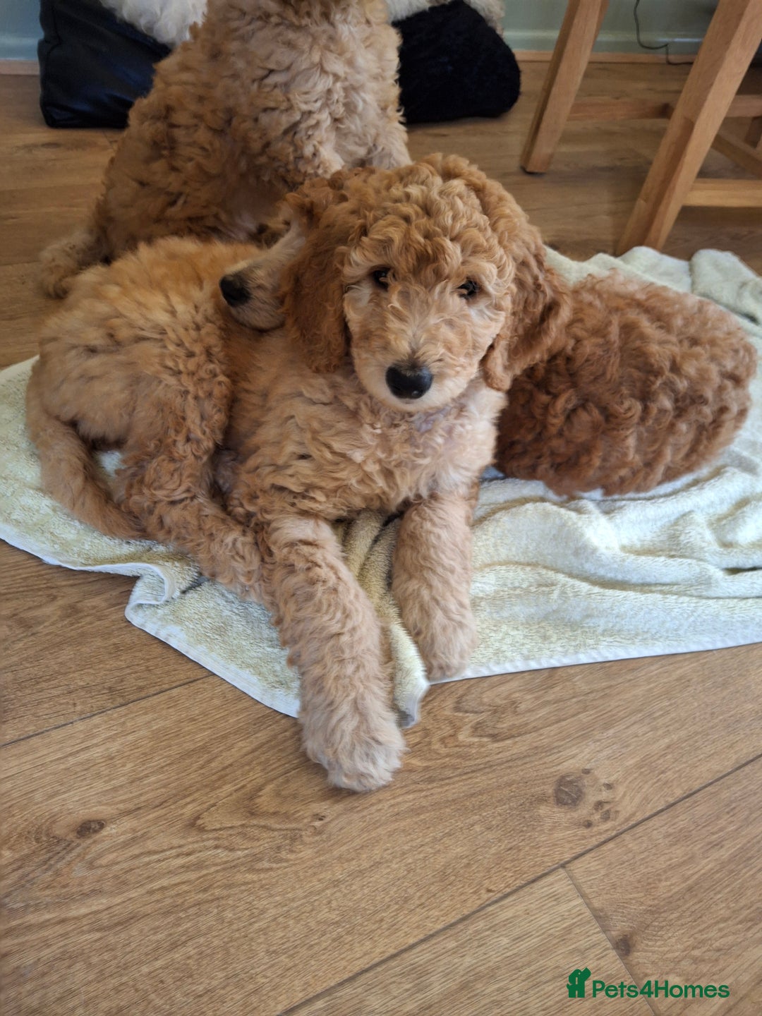 Standard Poodle dogs for sale: Standard poodle male pup apricot  - Image 20