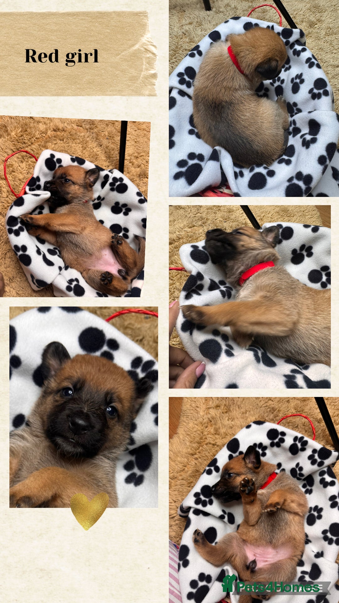 Belgian Shepherd Dog dogs for sale: 🐾 Belgian Malinois x Dutch Herder Puppies 🐾 - Image 12