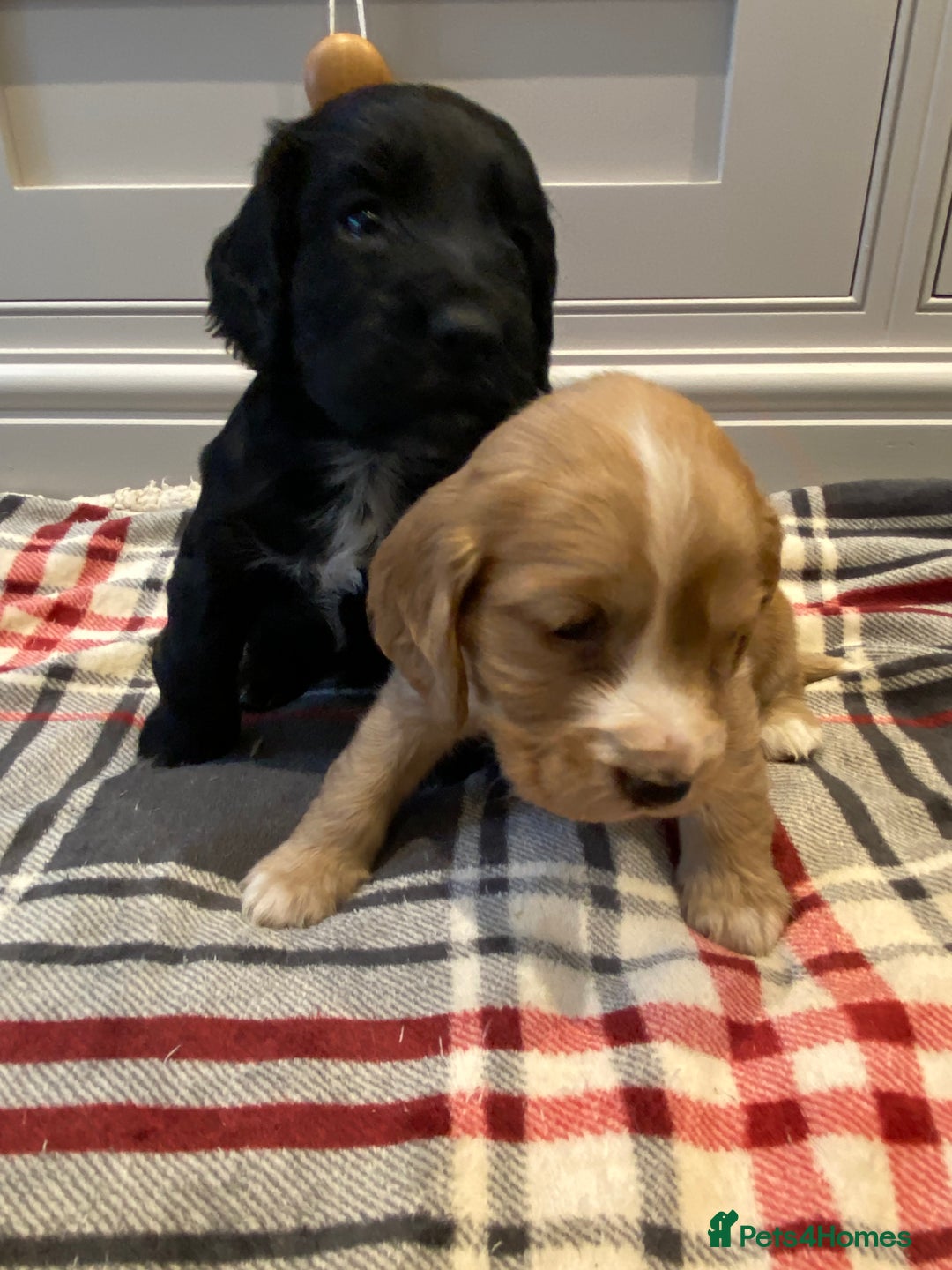 Cocker Spaniel dogs for sale: Cocker Spaniel puppies - Image 5