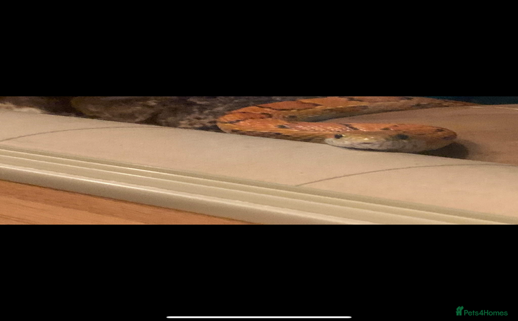 Corn Snake reptiles - Advert 1