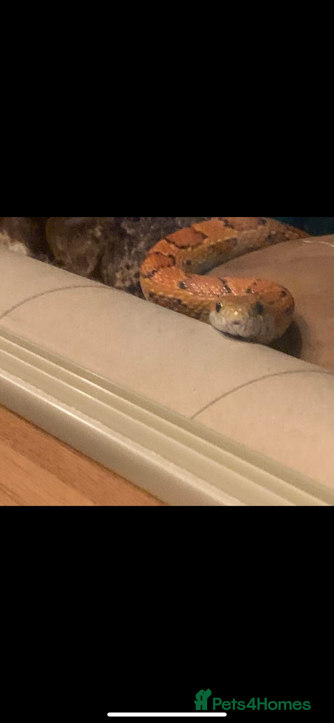 Corn Snake reptiles for sale: Lovely Corn Snake - Image 1