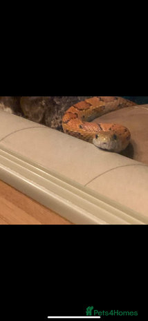 Corn Snake reptiles - Advert 2