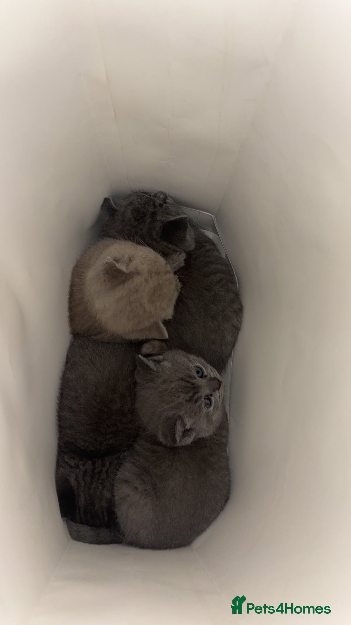 British Shorthair cats Adorable British shorthair kittens 🐱  - Advert 1