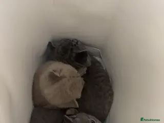 British Shorthair cats Adorable British shorthair kittens 🐱 - Advert 1