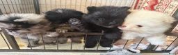 Pomeranian dogs for sale: Pomeranian - Advert 4