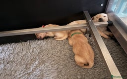 Labrador Retriever dogs for sale: Home bred working Labrador puppies - Image 15