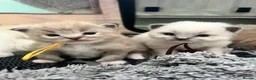 Ragdoll cats for sale: Registered Ragdoll Kittens for Sale - Advert 5