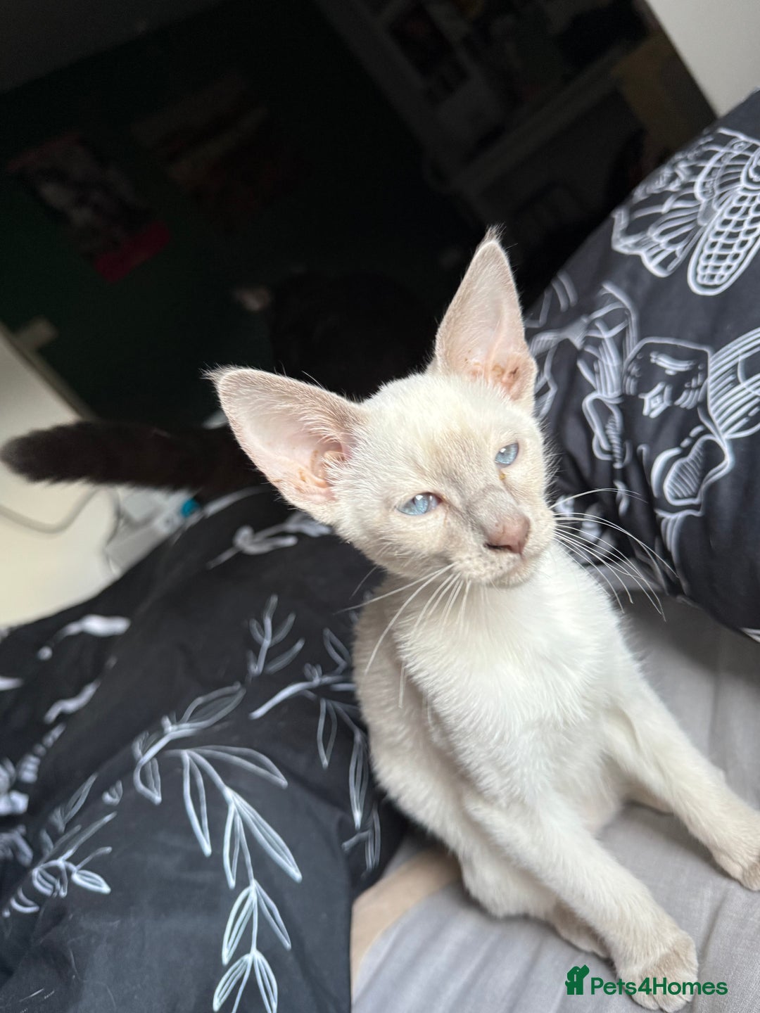 Siamese cats for sale: oriental siamese male - Advert 2