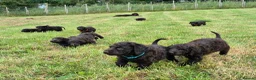 Irish Water Spaniel dogs for sale: Irish Water Spaniels  in Bishop Auckland - Advert 26