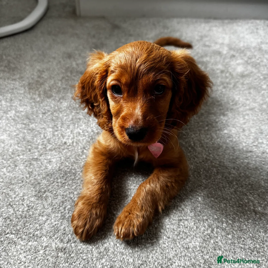 Cockalier dogs for sale: 10 week puppy cockalier  - Advert 4