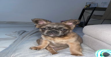 French Bulldog dogs - Advert 4