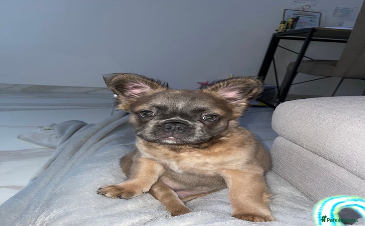 French Bulldog dogs - Advert 4