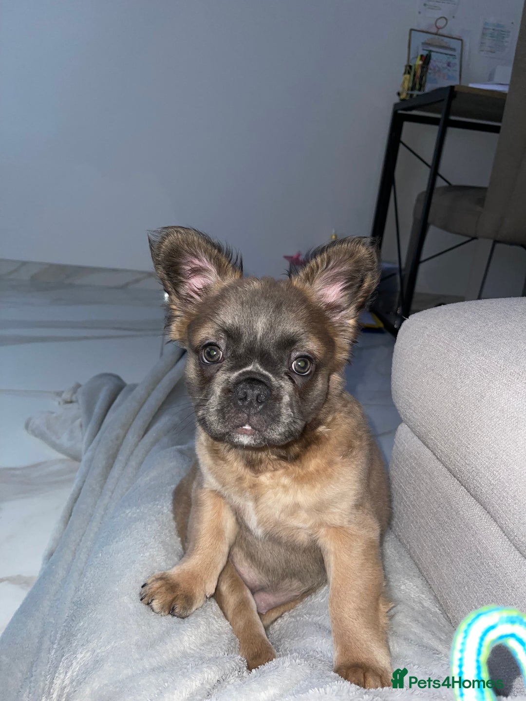 French Bulldog dogs for sale: Fluffy French Bulldog Puppies FOR SALE -  - Image 2