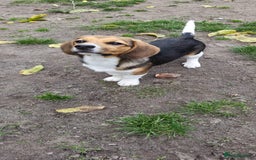 Beagle dogs for adoption: 💙🐶 ELVIS 🐶💙 - Image 8