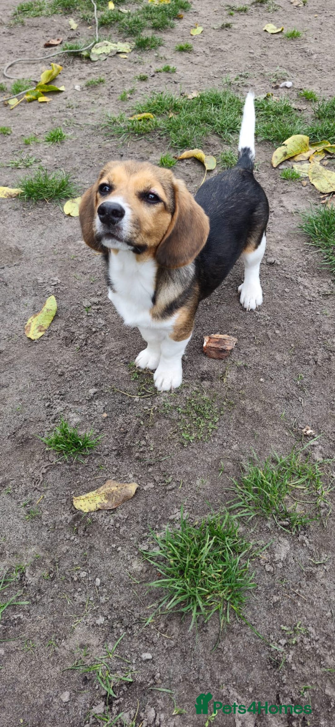 Beagle dogs for adoption: 💙🐶 ELVIS 🐶💙 - Image 8