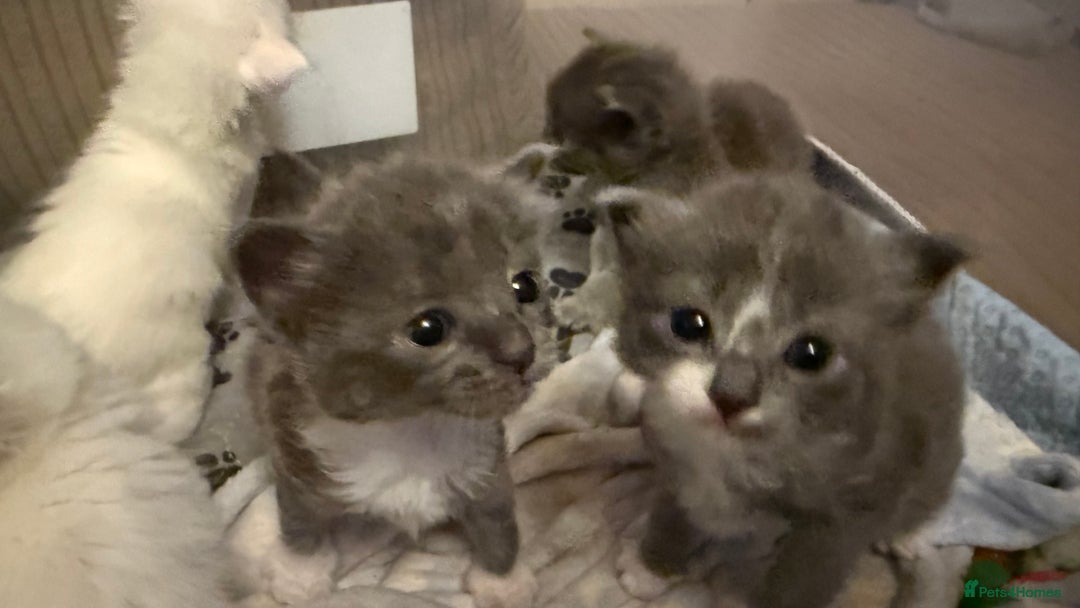 Ragdoll cats for sale: Stunning Ragdoll kittens super affectionate  - Image 15