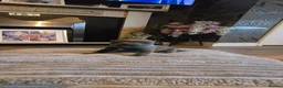 Staffordshire Bull Terrier dogs for sale: 5 beautifully staffy puppies kc registerd  - Advert 20