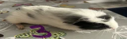 Guinea Pig rodents for sale: BONDED BABIES 2 SOWS AND 2 BOARS £50 a pair - Advert 3