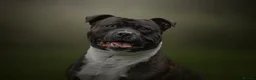 Staffordshire Bull Terrier dogs for stud: KC Registered BrindleStaffordshireBullTerrier Stud in Cleator Moor - Advert 2
