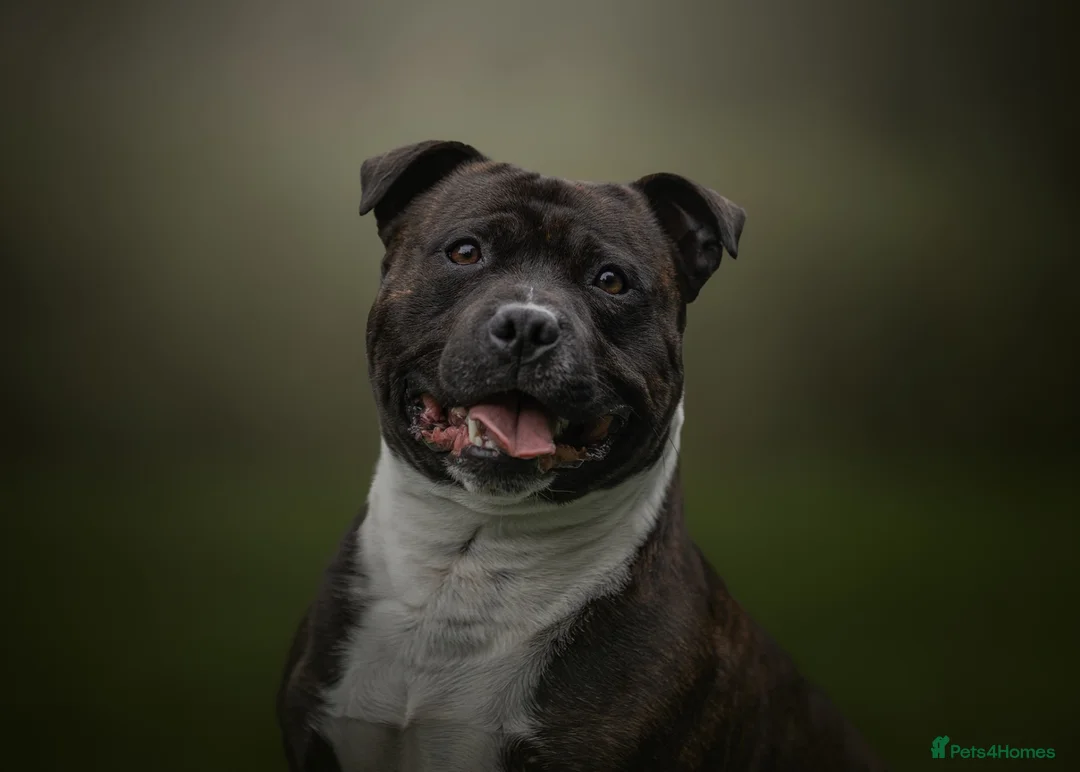 Staffordshire Bull Terrier dogs for stud: KC Registered BrindleStaffordshireBullTerrier Stud in Cleator Moor - Advert 2