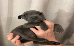 Staffordshire Bull Terrier dogs for sale: Stunning pure blue staffies - Image 27