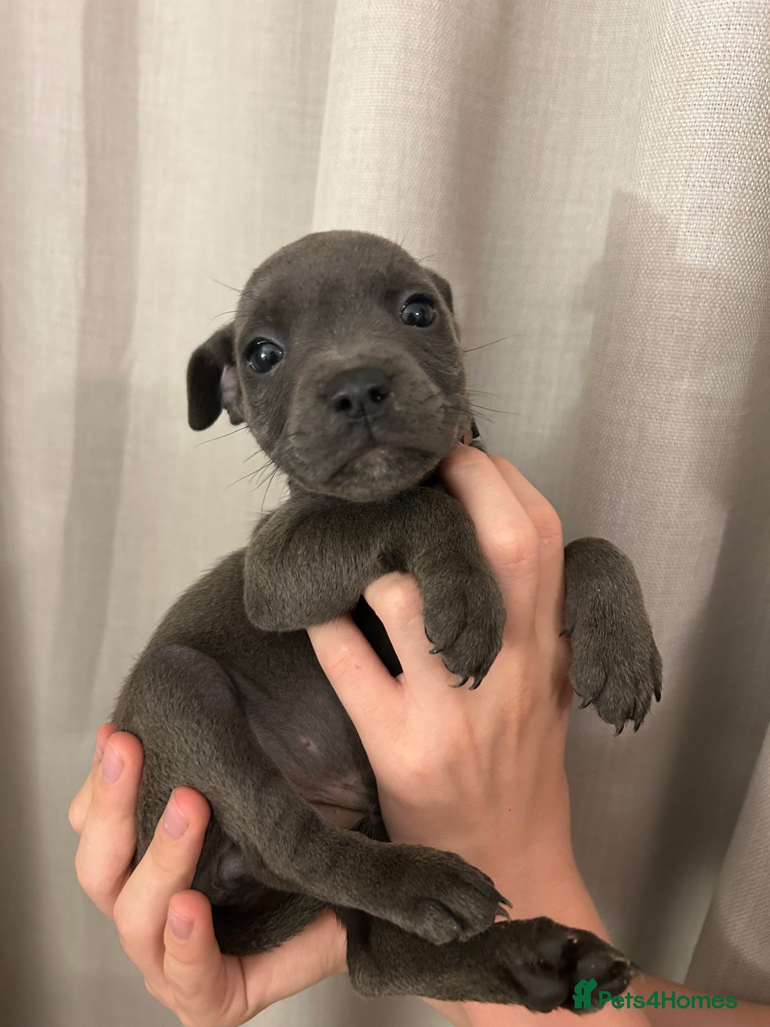 Staffordshire Bull Terrier dogs for sale: Stunning pure blue staffies - Image 27