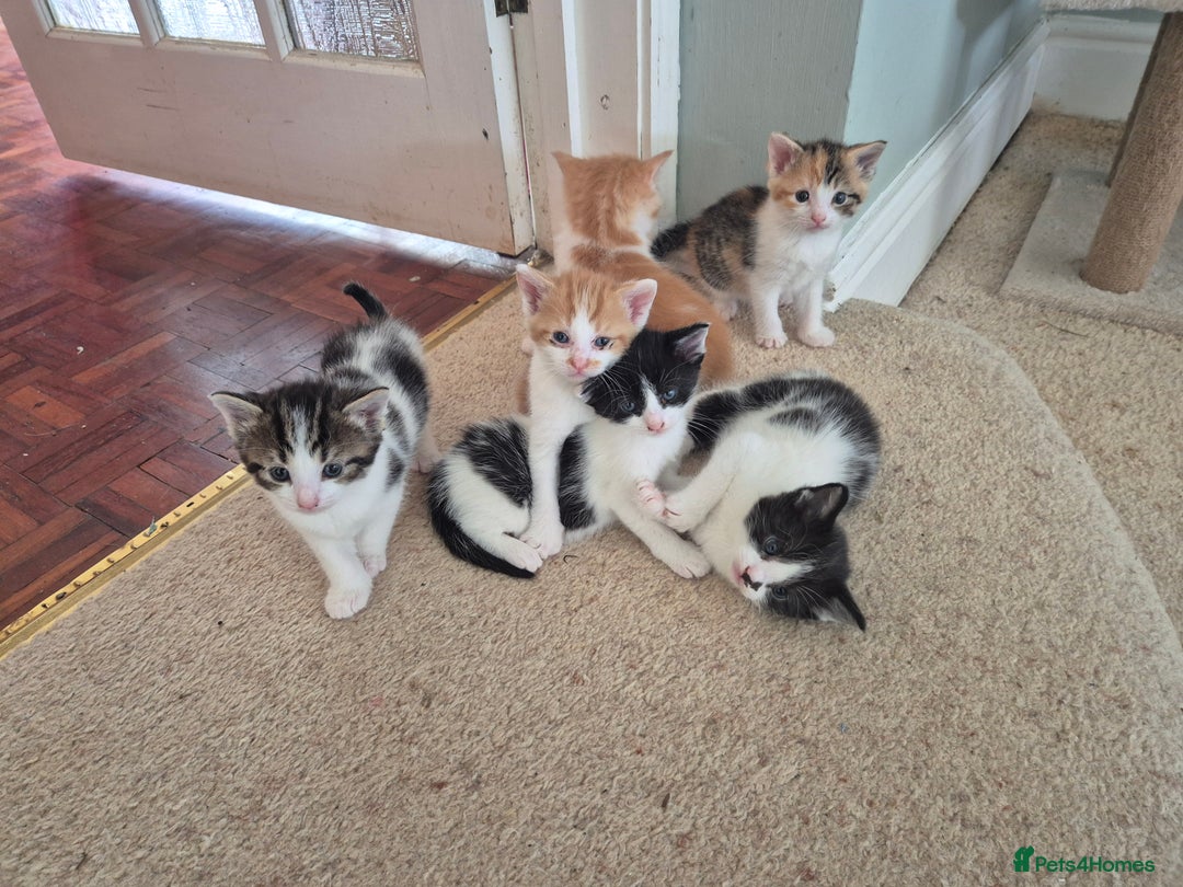 Mixed Breed cats for sale: Kittens for Sale in Chulmleigh - Image 2