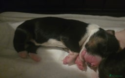 Border Collie dogs for sale: 11 beautiful bored collie puppies  - Image 13