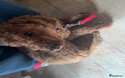 Poodle dogs for sale: KC Red fox miniature toy poodle. Ready now - Image 9