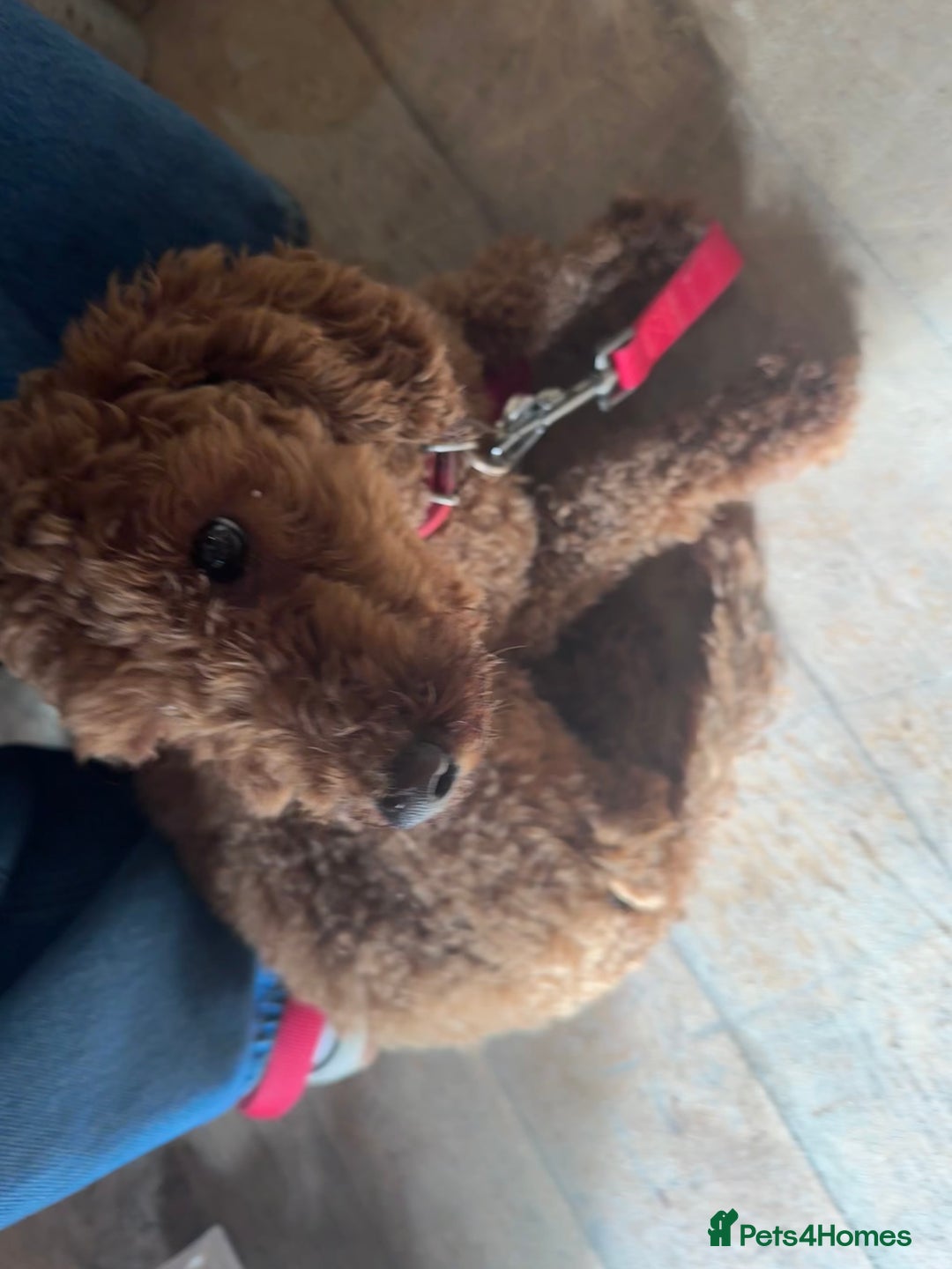 Poodle dogs for sale: KC Red fox miniature toy poodle. Ready now - Image 9
