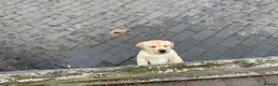 Labrador Retriever dogs for sale: Beautiful Labrador Puppies - Advert 8