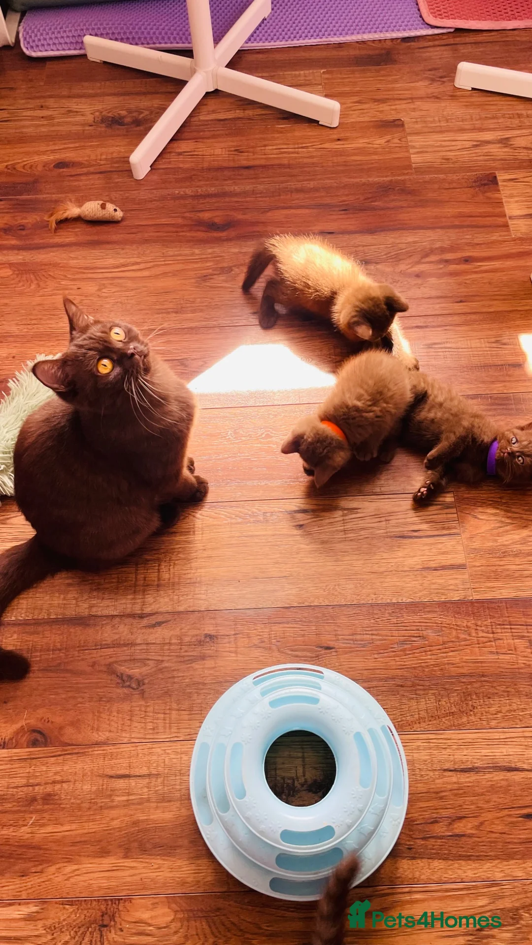British Shorthair cats for sale: Beautiful litter of chocolate/cinnamon bsh boys - Advert 11