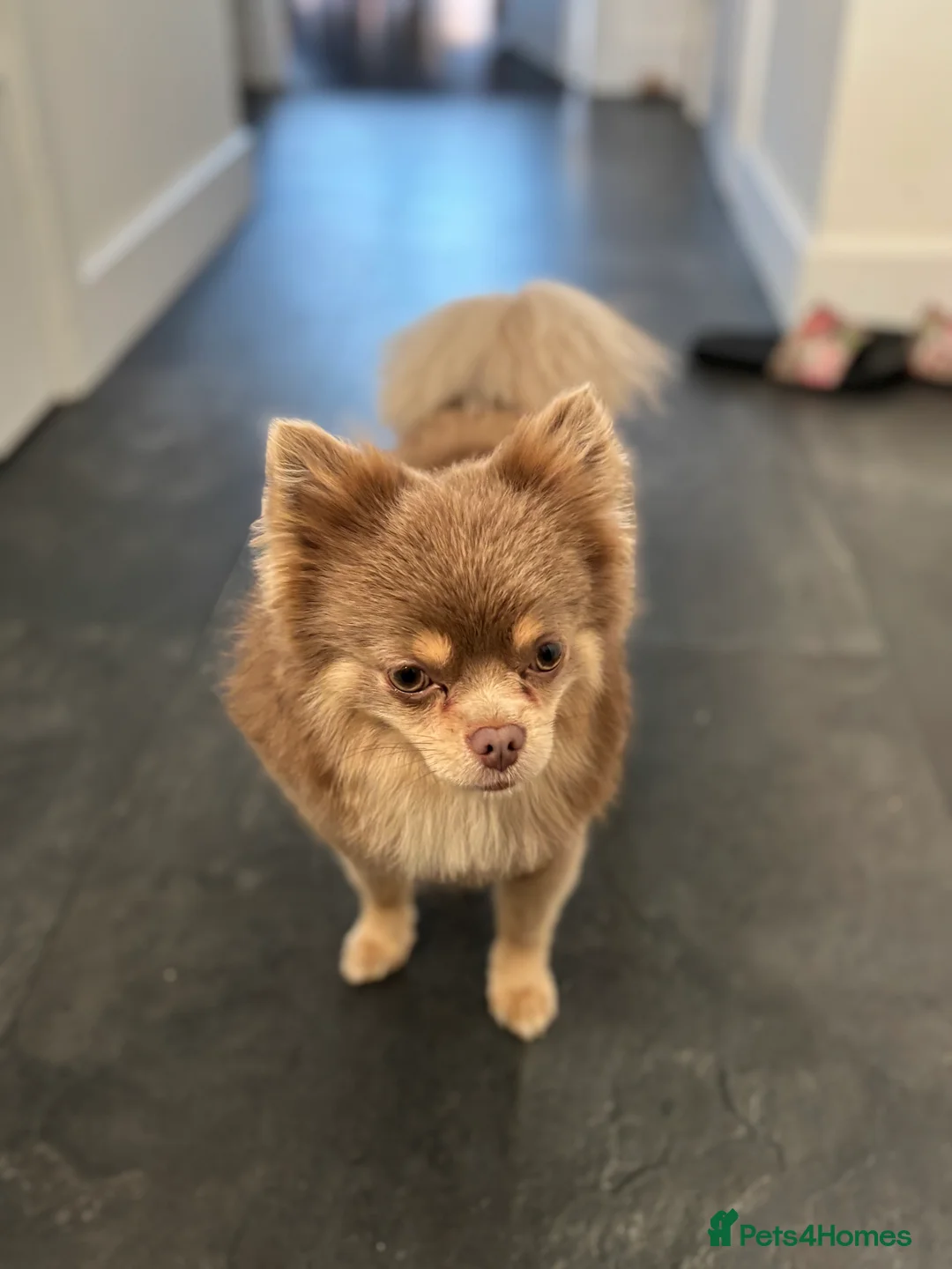 Pomchi dogs for stud: Lilac PomChi Bob for stud  - Advert 4