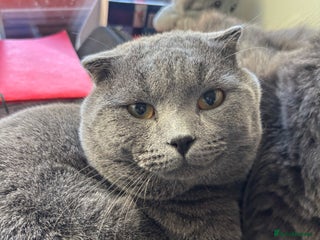 Scottish Fold cats - Advert 7