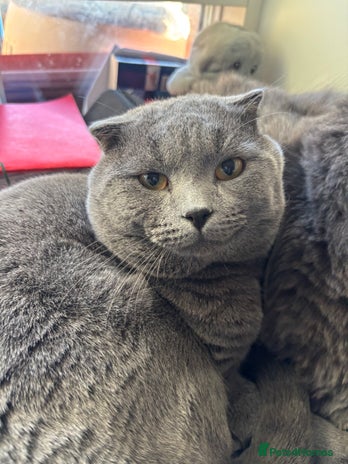 Scottish Fold cats - Advert 2