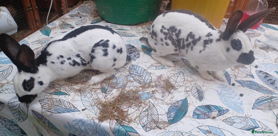 English rabbits for sale: Vaccinated purebred baby English rabbits - Image 11